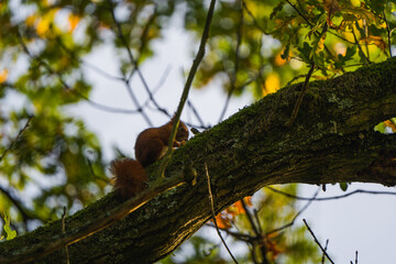 Eichhörnchen klettert auf einem Ast