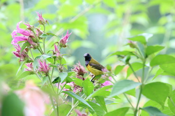 Olive backed sunbird on a flower