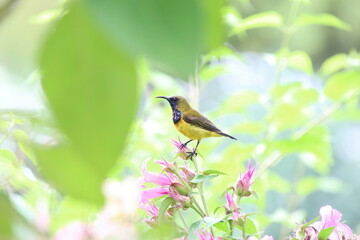 Olive backed sunbird on a flower