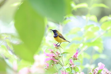 Olive backed sunbird on a flower