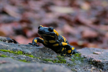 fire salamander