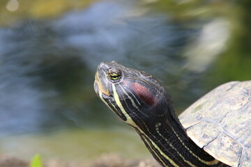 Obraz premium Red eared Slider turtle terrapin 