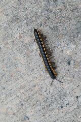 Close up of a Yellow Spotted Millipede 