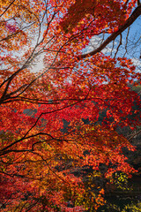 紅葉