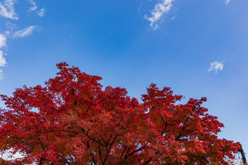 紅葉