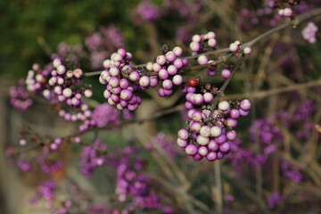 close up of lavender flowers