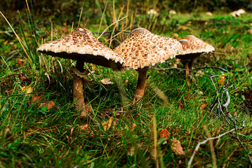 mushroom in the forest South Ring Drain