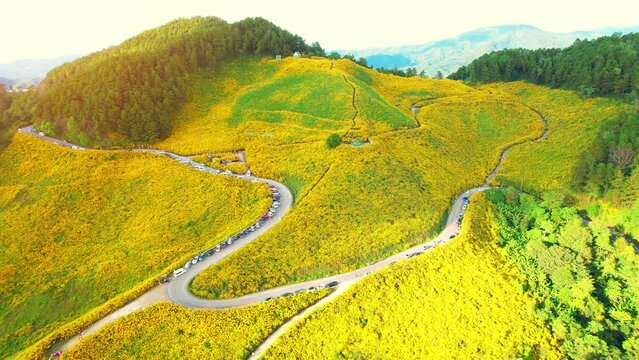 Beautiful yellow flowers in the middle of mountains. Drone is flying over a Bua Tong Fields at Doi Mae-U-Kho, Bua Tong Bloom Festival. Famous tourist attractions in Thailand. Plants concept. 4K
