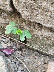 leaf on the ground
