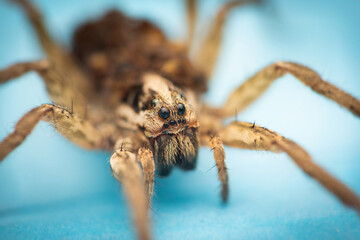 Wolf spider (Hogna radiata) face detail