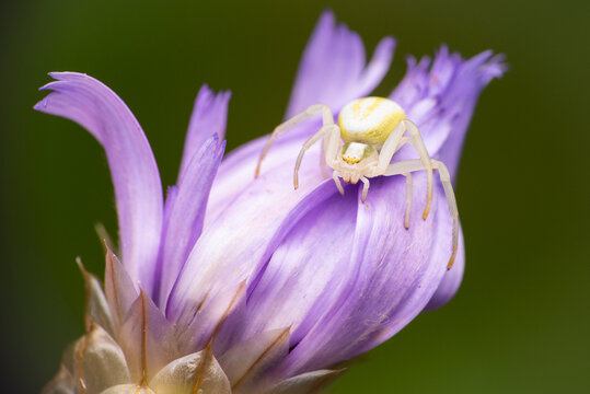 Flower crab spider (Misumena vatia) on a purple flower