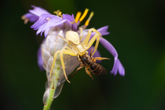 Flower crab spider (Misumena vatia) on a purple flower eating a bee