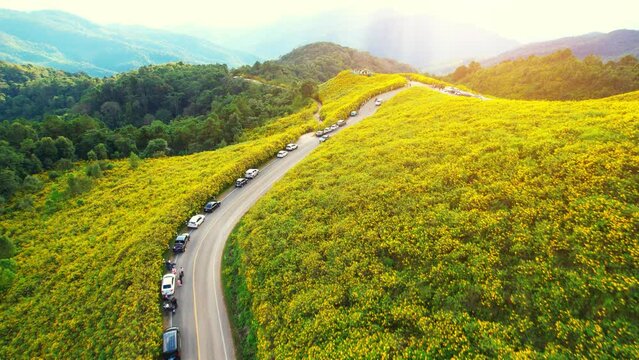 Aerial view over a yellow flowers field on the middle of a high mountain during sunset. Bua Tong Field at Doi Mae-U-Kho, Mae Hong Son Province, Thailand. Famous tourist attractions in Southeast Asia
