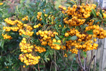 yellow flowers in the garden