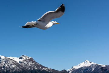 Aves dos lados de Bariloche
