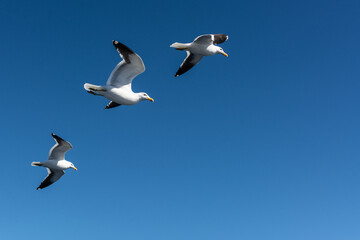 Fototapeta na wymiar Aves dos lados de Bariloche