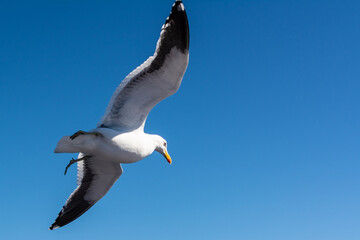 Aves de Bariloche