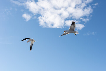 Aves dos lados de Bariloche