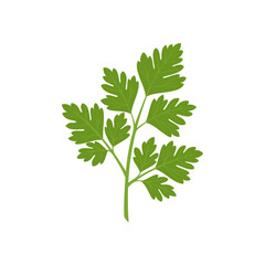 Parsley isolated on white background. Herbs. Vector illustration. Flat style.	