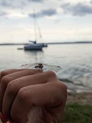 dragonfly sitting on the hand on lake and yacht background