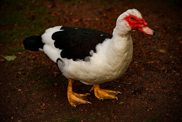 white  goose Newmiller Lake