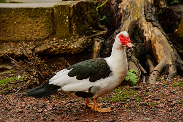 duck in a field Newmiller Lake
