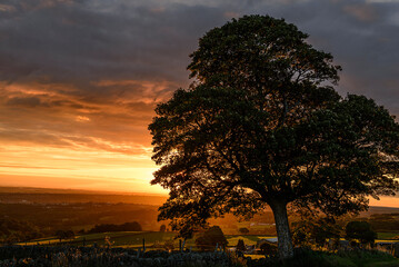 sunset in the woods