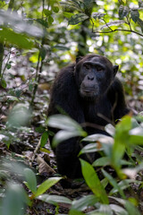 Adult chimpanzee, pan troglodytes, in the tropical rainforest of Kibale National Park, western Uganda.