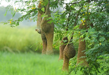 Masked Weaver; Ploceus Velatus, baya wevaer sparrow bird, golden weaver