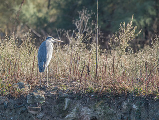gray heron