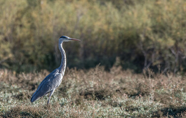 gray heron