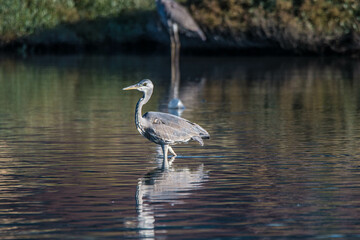 gray heron