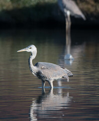 Fototapeta premium gray heron