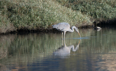 gray heron