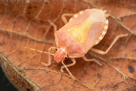 Sloe bug or hairy shieldbug (Dolycoris baccarum) just after shedding, on a dead leaf