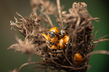 Adonis ladybird (Hippodamia variegata) grouping for reproduction