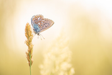 European common blue butterfly (Polyommatus icarus) on a twig by sunset