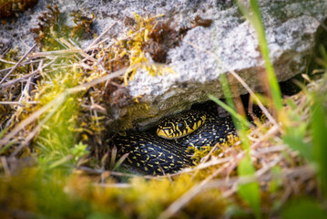 Green whip snake (Hierophis viridiflavus) hiding under a rock