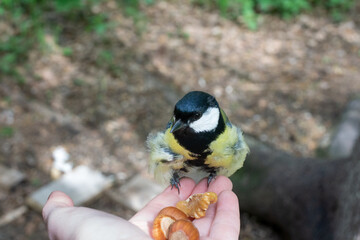 A cute curious tit bird sits on a hand in the summer in the forest and eats seeds. The tit changes its feather, fluffy. Close-up. Summer scene of wild nature.