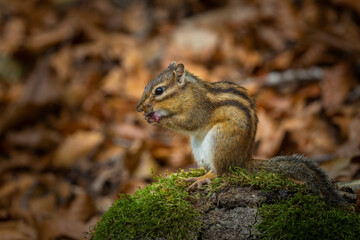 squirrel in the forest