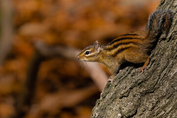 squirrel on a tree