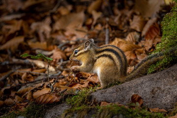 squirrel in the park