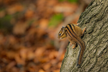Chipmunk on the tree