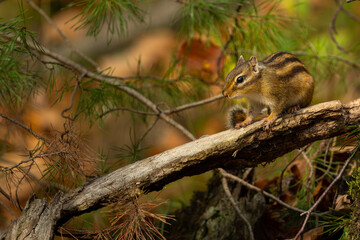 squirrel in the woods