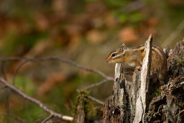 Naklejka na ściany i meble Tamia squirrel in the forest