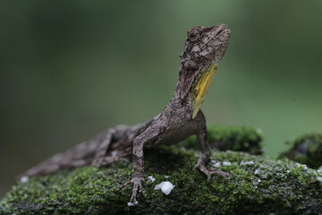 A flying dragon is sunbathing before starting its daily activities. This reptile has the scientific name Draco volans. Selective focus with natural background. 