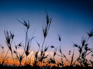 the sun rises on the broad meadow