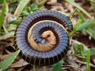 snail on a grass