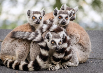 Kuschelnde Affenbande