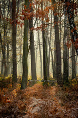 Jesienny mglisty las - obrazy, fototapety, plakaty